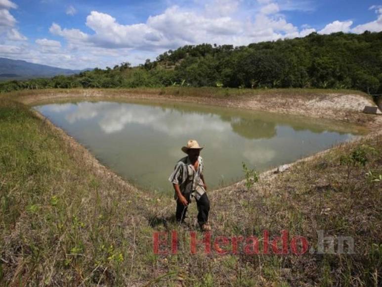 Iniciativas improductivas y políticas que no resuelven nada: La plaga que desalienta a los productores en Honduras