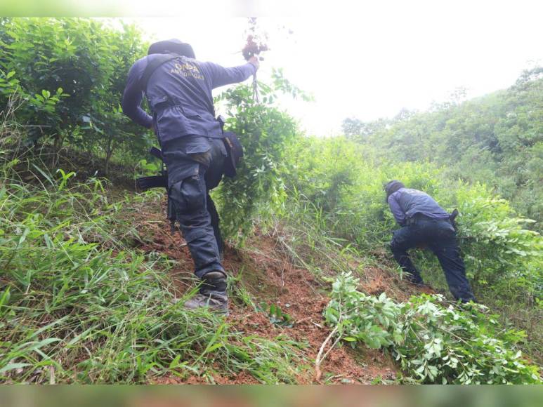 Narcotráfico, tala y siembra ilegal: el recorrido de EL HERALDO en La Mosquitia