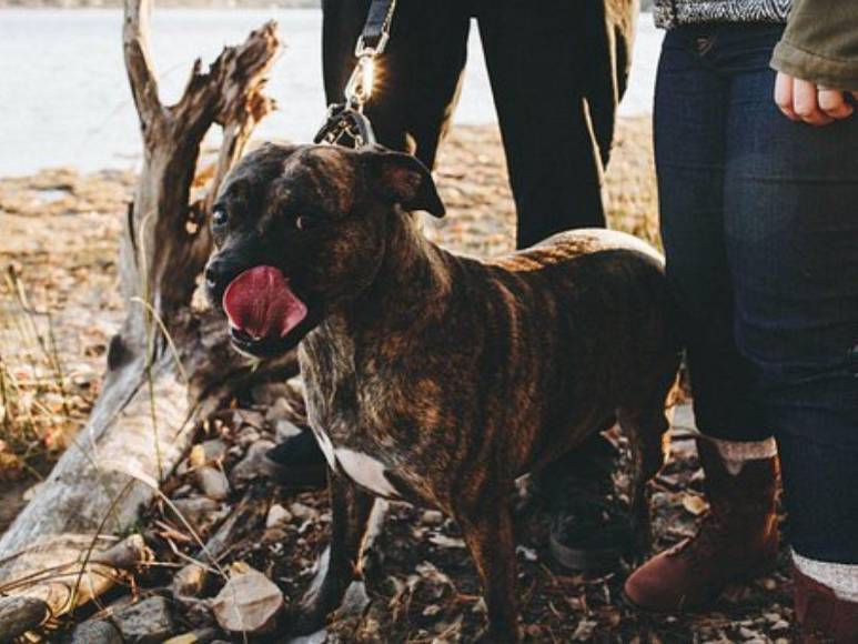 Mexicano asfixió a sus padres, luego los sepultó en la terraza de su casa con ayuda de su mujer