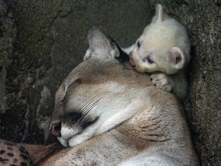 Un puma albino, una cebra de puntos y una jirafa sin manchas: las raras mutaciones registradas en los últimos años
