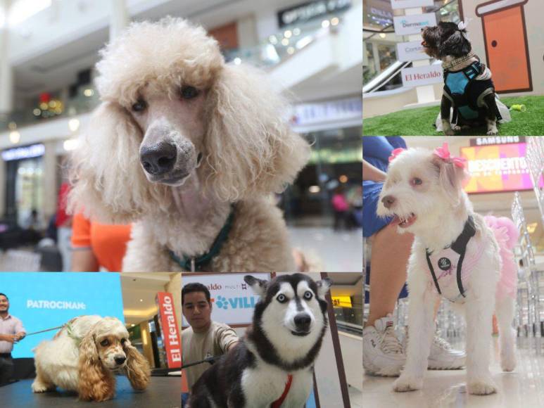 ¡Adorables! Los “puppies” más tiernos de la pasarela de Pet Ville