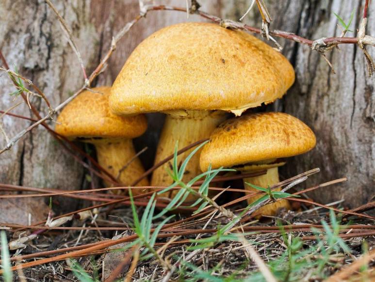 Mujer invitó a comer a sus exsuegros y murieron tras ingerir hongos venenosos; hallaron extraño mural en su casa