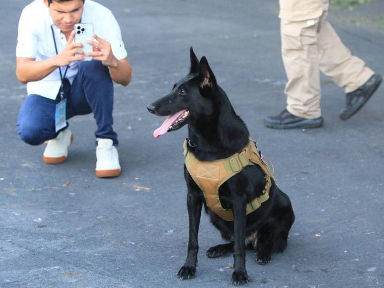 Influencers desfilando, mascotas e inclusión: las curiosidades en los desfiles patrios este 2023