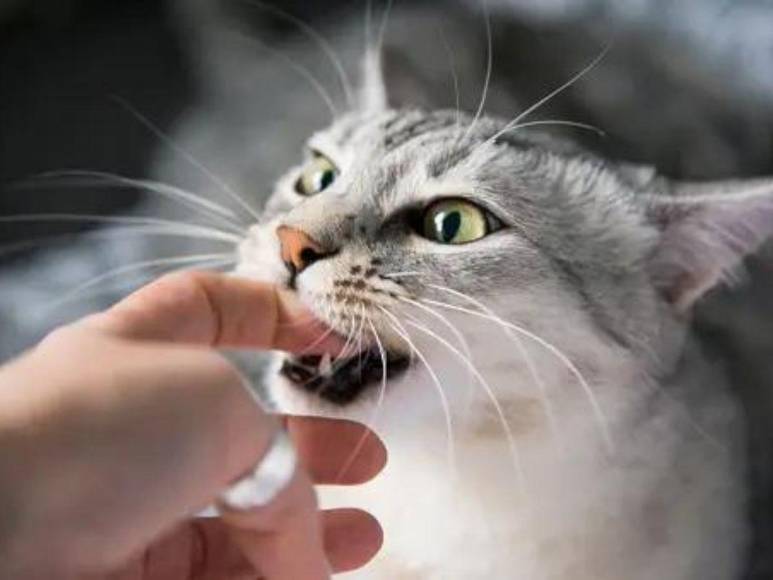 Rabia transmitida por murciélago: lo que se sabe de la muerte de niño hondureño por mordedura de un gato