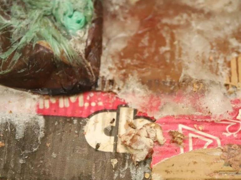 Con moscas y cucarachas: así encontraron productos de una carnicería en Comayagüela