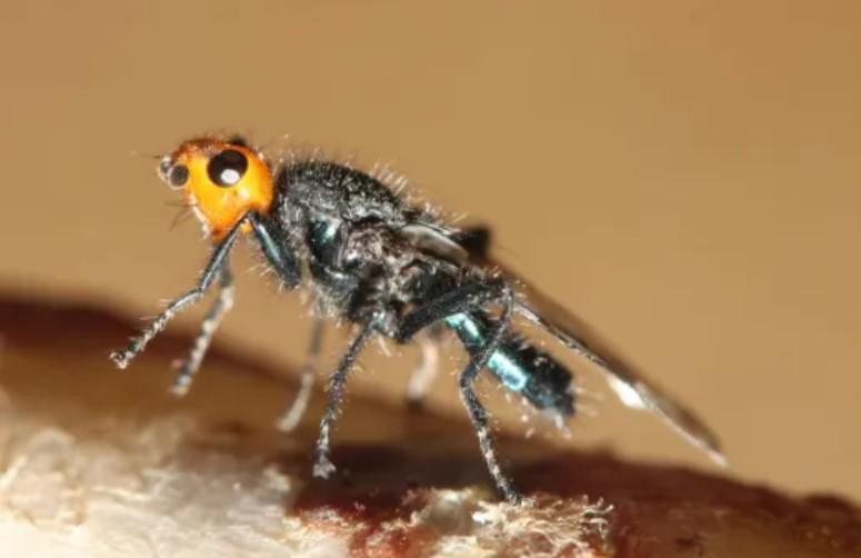 Moscas carnívoras: Todo lo que debes saber sobre este insecto que se creía extinto