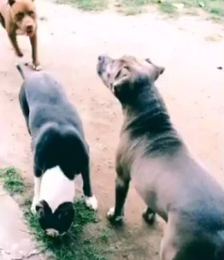 Adulto mayor pierde una oreja al ser atacado por tres perros en San Pedro Sula