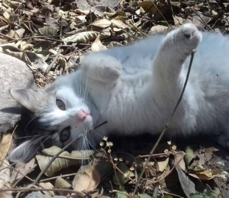 Tiernas imágenes que comparten nuestros lectores en el Día Internacional del Gato