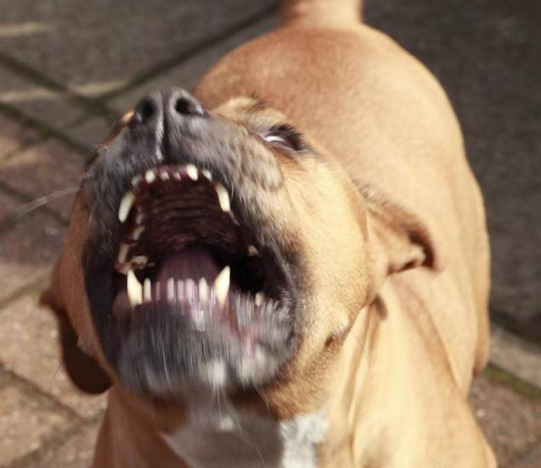 Niños desfigurados y otros muertos, los más recientes ataques de perros pitbull que dividen opiniones en Honduras