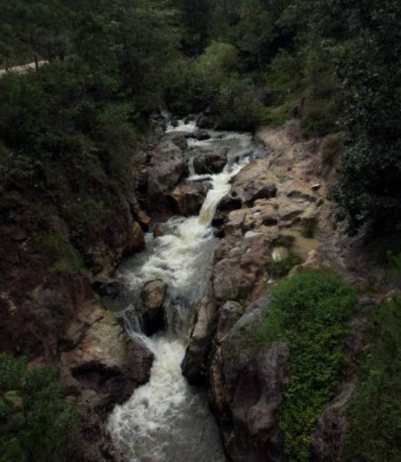 Degradación de bosque pone en riesgo producción de agua