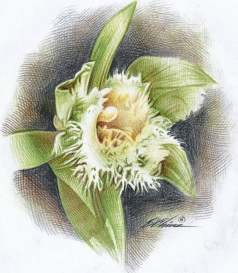 La fragilidad de los símbolos nacionales de Honduras