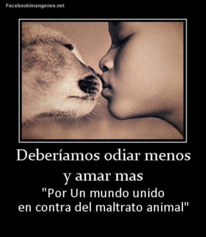 Las mejores imágenes contra el maltrato animal