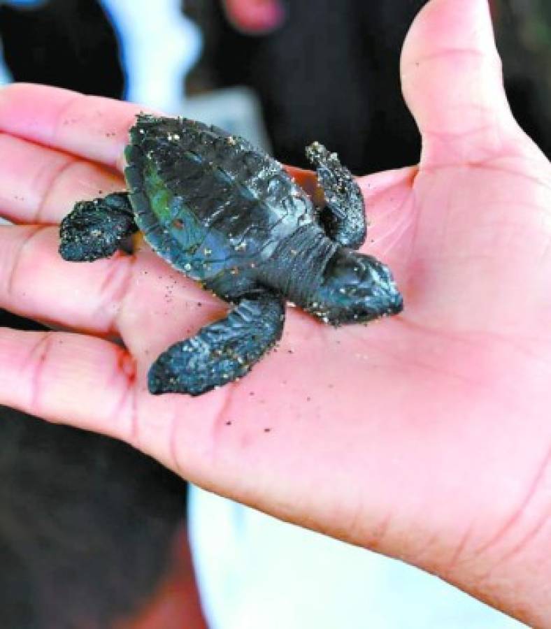 Unos 400 nidos de tortuga golfina serán protegidos durante la veda