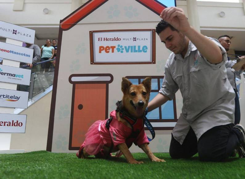 ¡Adorables! Los “puppies” más tiernos de la pasarela de Pet Ville