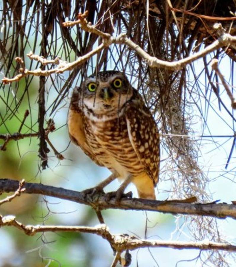 Un descubrimiento en Los Confines