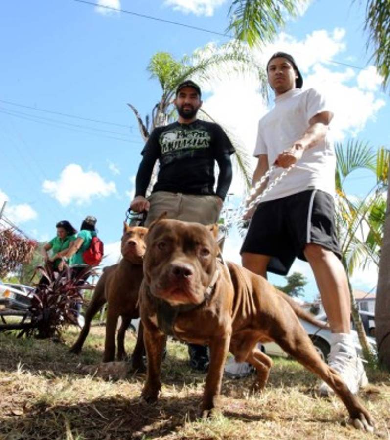 Honduras: Exigen protección para sus fieles amigos
