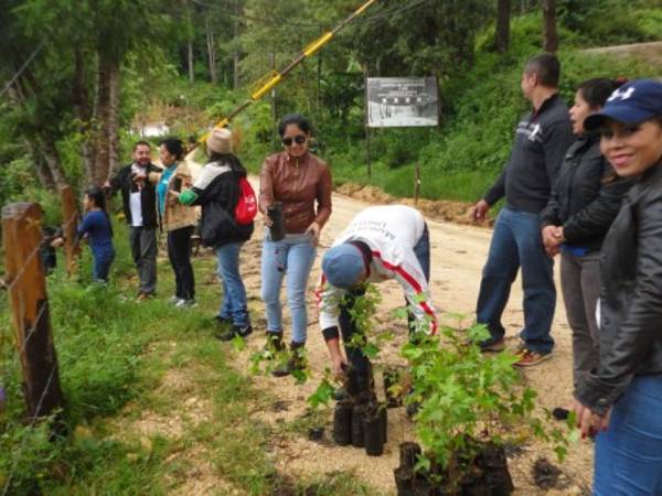 Reforestan zona afectada de La Tigra