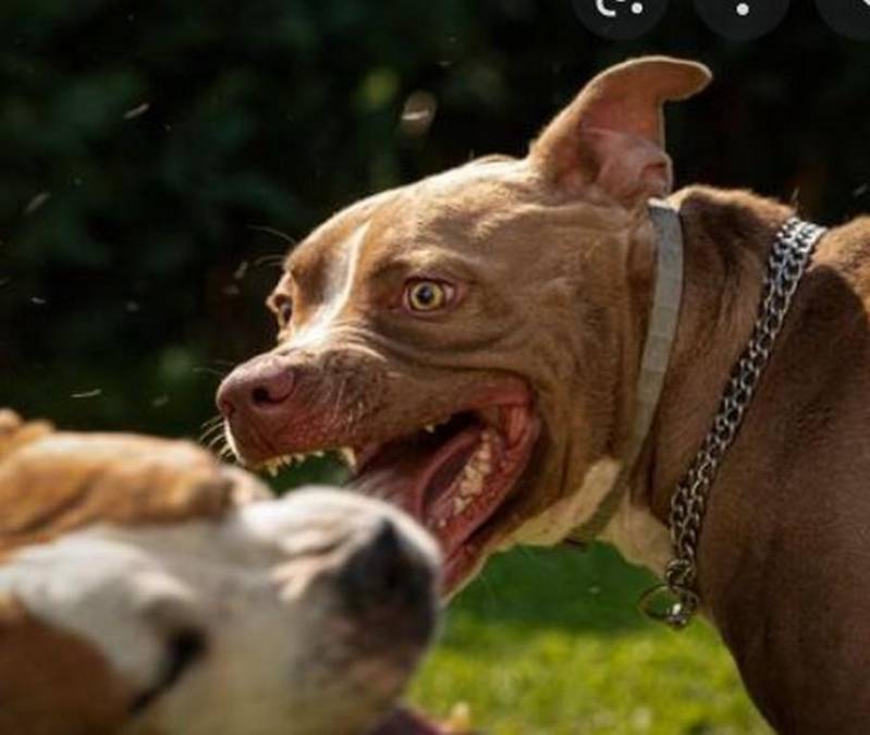 Niños desfigurados y otros muertos, los más recientes ataques de perros pitbull que dividen opiniones en Honduras