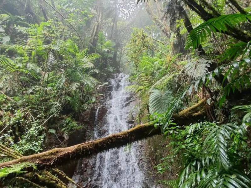 El sendero La Cascada lleva a una de las caídas de agua más hermosas del parque. El grado de dificultad en este sendero es medio y en algunos puntos altos.