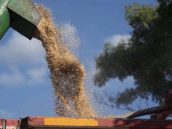La cosecha de arroz dinamizó el empleo agrícola temporal en corte y poscosecha, generó mayores ingresos por manzana de arroz, permitió la capacidad de pago y planificación financiera de los hogares productores.