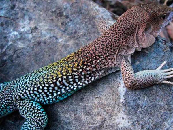 El descubrimiento se registró hace pocas semanas en el marco de la investigación científica de Perú, Argentina, Chile y Bolivia