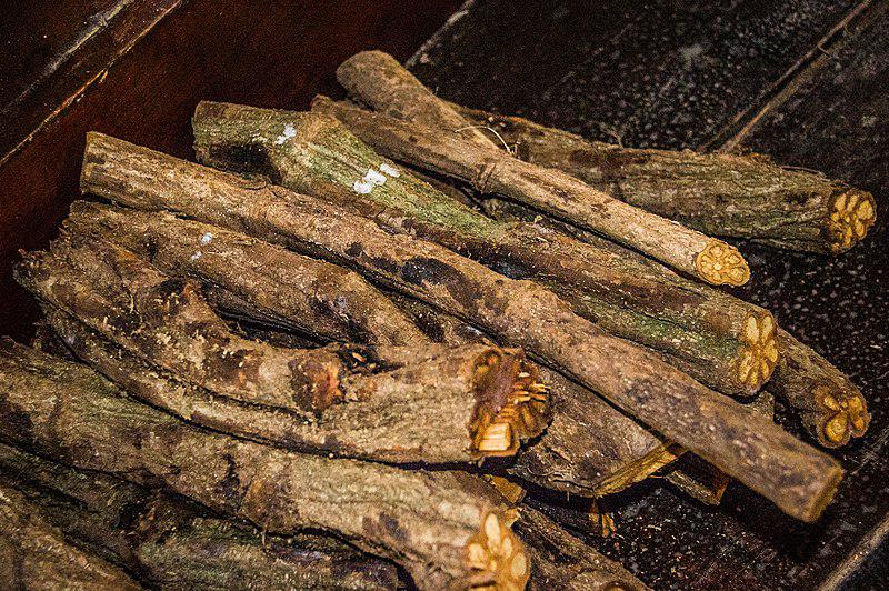 La ayahuasca, un té medicinal y alucinógeno que provoca un viaje “infernal”