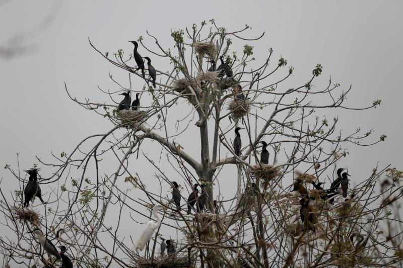 $!En la inmensidad de “El Cajón” se pueden observar por todos lados, miles y miles de patos en bandadas alimentándose de alevines.