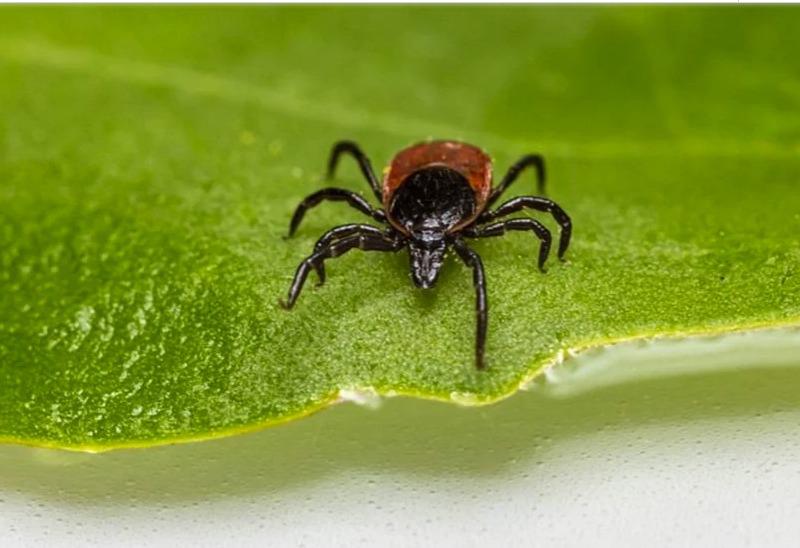 La garrapata “estrella solitaria” que deja contagios de extraño virus en EEUU