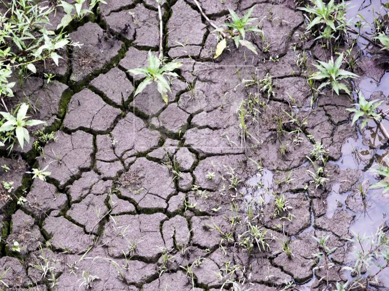 La capital de Honduras, Tegucigalpa, afronta una crisis histórica de agua potable debido a la prolongada escasez de lluvias, que ha reducido a niveles críticos las reservas de sus dos principales represas y obligado a las autoridades a endurecer los racionamientos para sus 1.6 millones de habitantes. Las siguientes imágenes registran la alarmante situación.