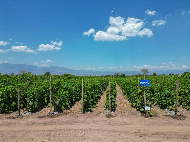 Walmart reconoce la excelencia agrícola de Franklin Noé Cáceres Arita en Honduras