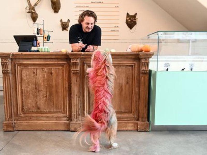 Abren restaurante en Estados Unidos que  ofrece cortes finos de carne sólo para caninos