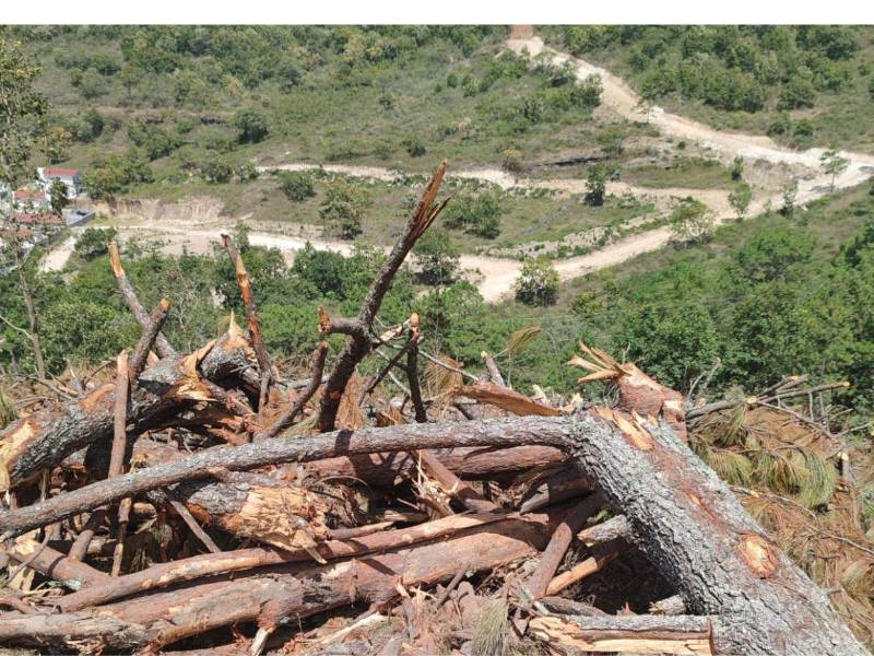 Defensores ambientales de El Horno advierten que acudirán a todas las instancias para detener la tala y exigir protección para el bosque de la zona.