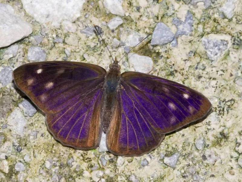 Las mariposas de la especie Eunica monima, son nativas de México y Centroamérica y hace unas semanas surcaron los cielos de la capital, lo que llamó la atención de la población por la gran cantidad de mariposas.