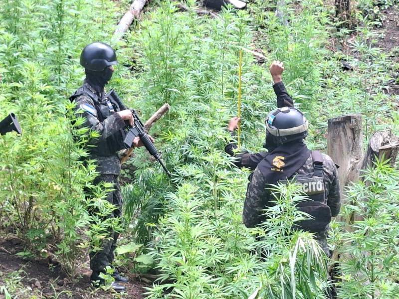 Efectivos de las Fuerzas Armadas asignados a la Policía Militar del Orden Público (PMOP) localizaron las plantaciones de arbustos de hoja de coca y marihuana en el departamento de Yoro.