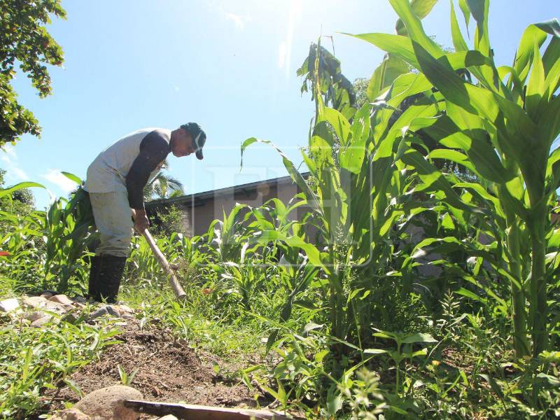 Don Mario Lara limpia su pequeña milpa de maíz, en pleno centro del pueblo de Humuya. Asegura que vive feliz.