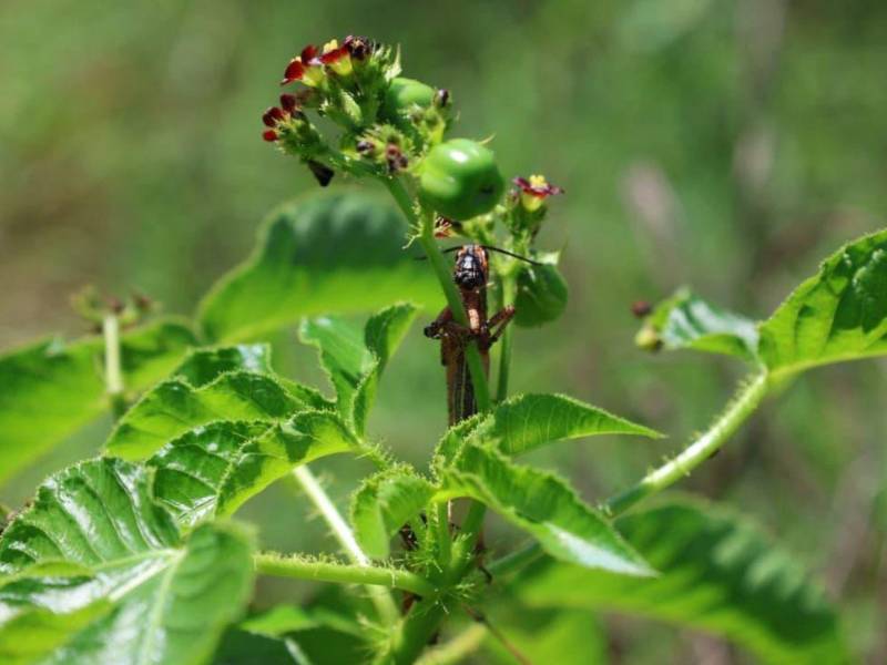 La langosta voladora centroamericana representa una amenaza fitosanitaria seria en Honduras, afectando cultivos de maíz y frijol.