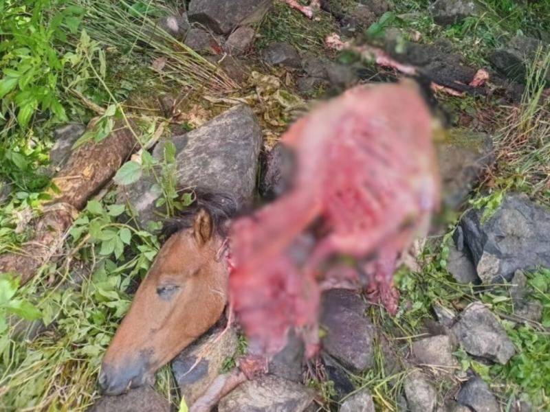 Restos de caballos fueron hallados en un cementerio. Vecinos piden acción policial inmediata.