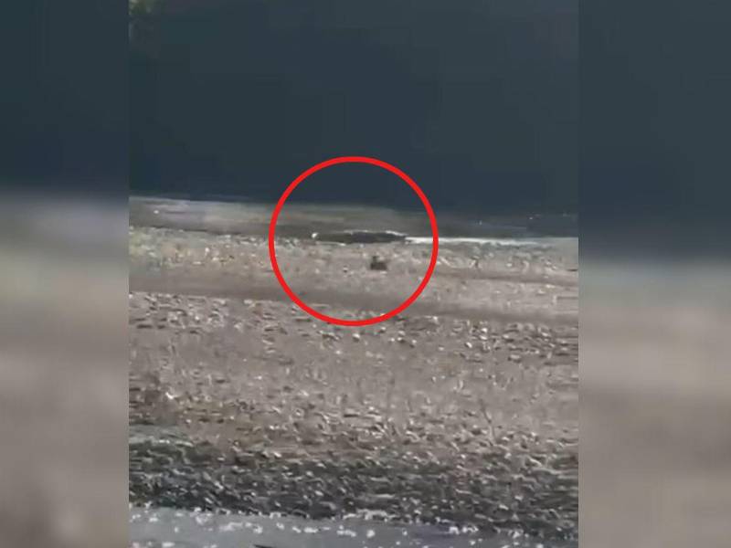 Los animales han sido captados tomando sol en las playas del río.