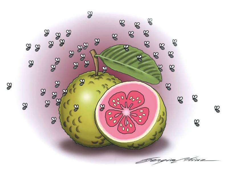 Hambre por la guayaba