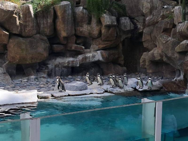 Estos son los pingüinos que están en el parque La Aurora. Los animales caminan en grupo. Esta es una de las áreas más visitadas.