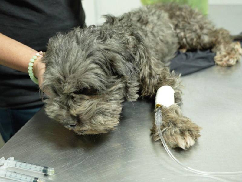 Exámenes diagnósticos permiten detectar enfermedades oportunamente.