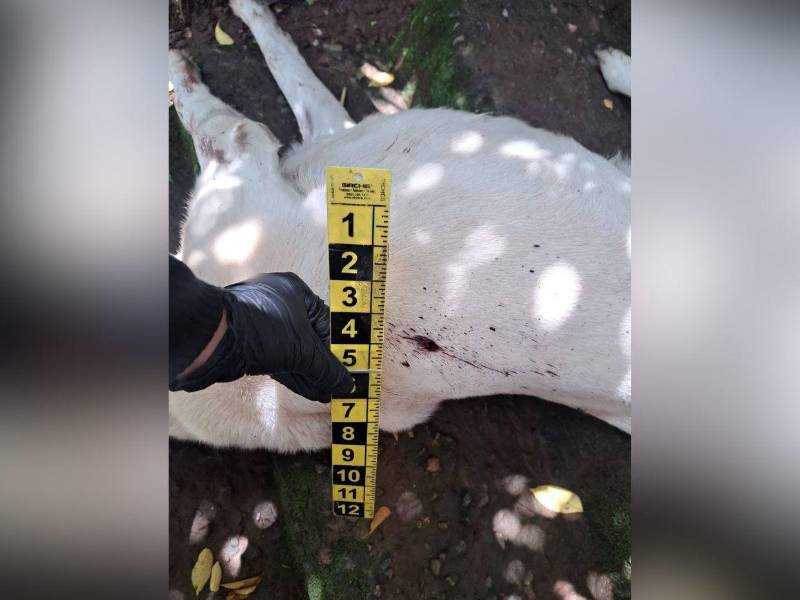 El perro quedó tendido en la zona tras el disparo que recibió.