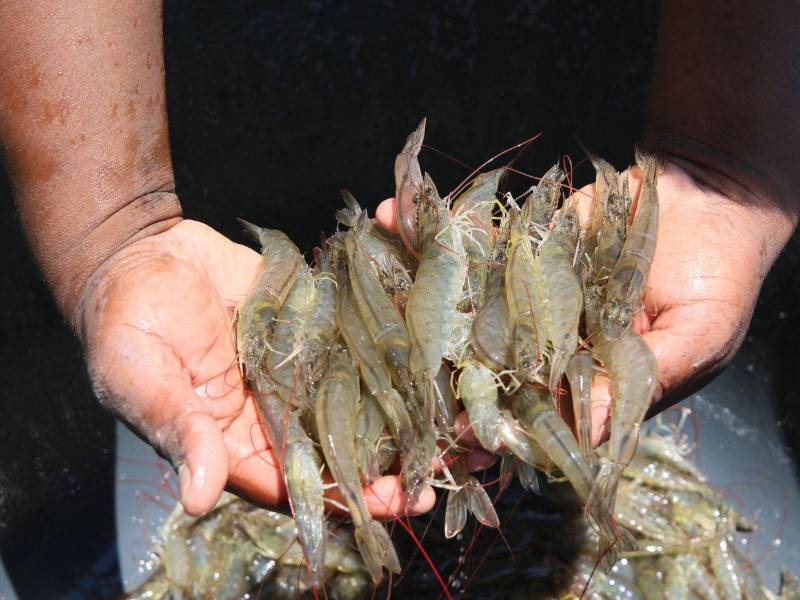 Producir camarón de calidad cada vez es más costoso en Honduras.