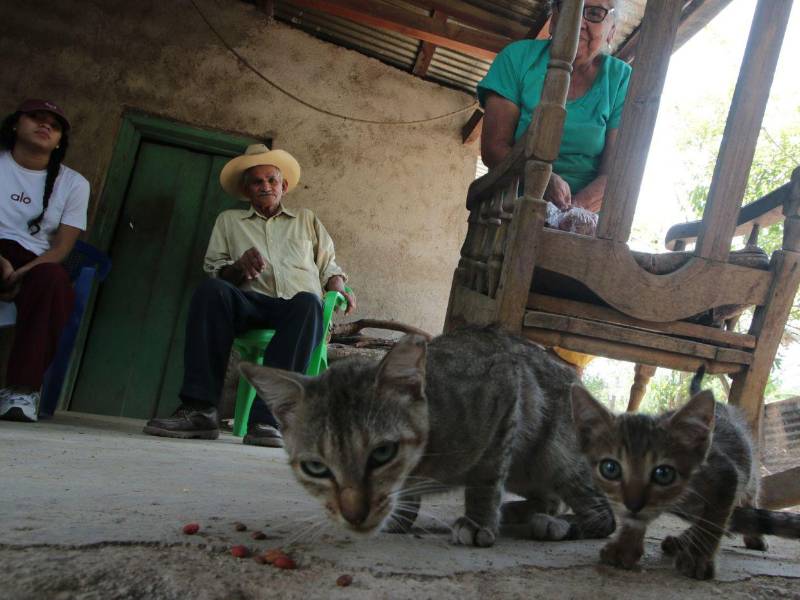 Chiquita y Chirizo son los gatitos que los acompañan a doña Norma y don Lorenzo.