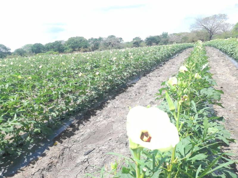 ComRural III lanza nuevas convocatorias para fortalecer el agro hondureño