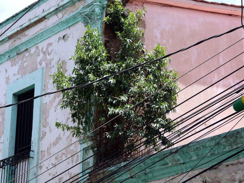 La vegetación se abre paso entre las paredes del antiguo inmueble, mientras las promesas de restauración continúan sin convertirse en obras.