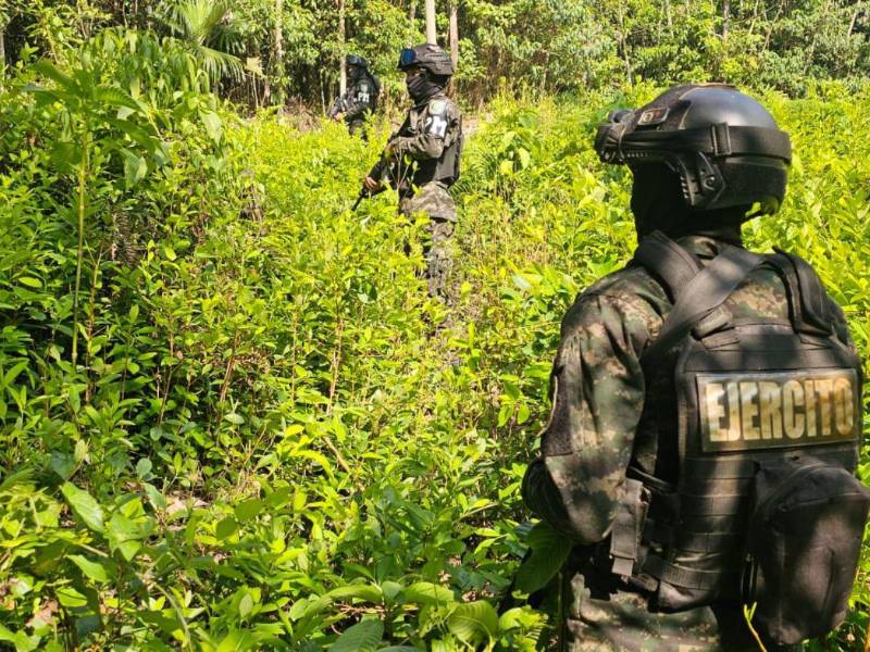 Efectivos del Ejército custodian la plantación, que luego será erradicada en coordinación con el Ministerio Público (MP).