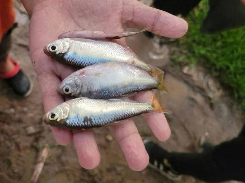 Tras una intensa tormenta que duró dos horas los vecinos salieron a las calles al filo de las 6 de la tarde para recolectar los peces que llovieron desde el cielo.