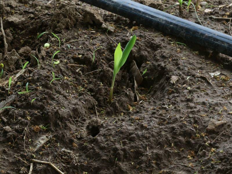 Algunos agricultores estaban optimistas, porque les estaban naciendo las matitas de maíz.