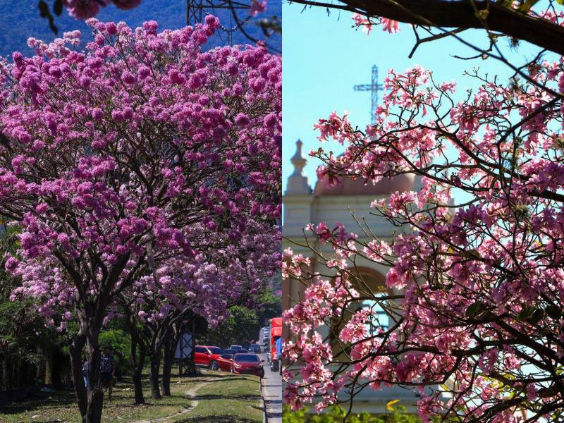 Centroamérica despide el verano con un espectáculo natural a través del estallido de las flores amarillas de los guayacanes y rosas de los robles de sabana, unos árboles con gran impacto social en la región que florecen durante estos meses para dar paso a la época lluviosa, pero sin escapar de los estragos de la crisis climática. Aquí las fotos: